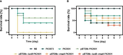 Effects of aerobactin-encoding gene iucB and regulator of mucoid phenotype rmpA on the virulence of Klebsiella pneumoniae causing liver abscess